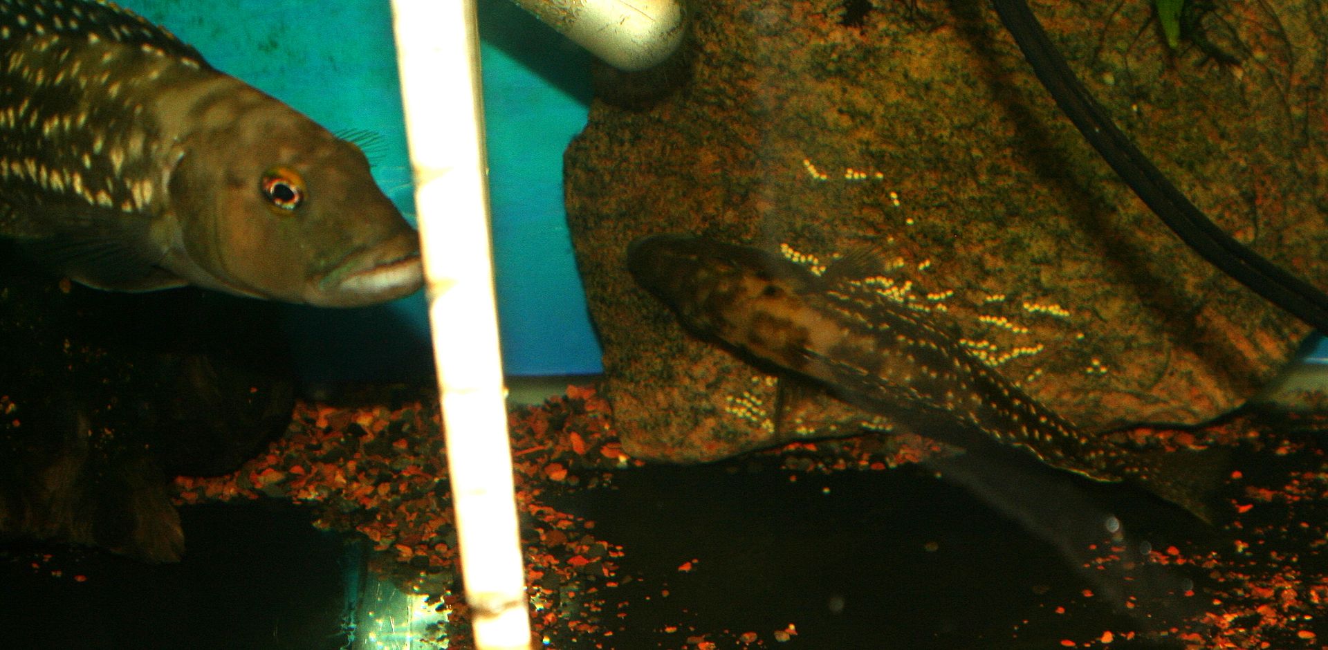 Tank dividers for 75 gallon?